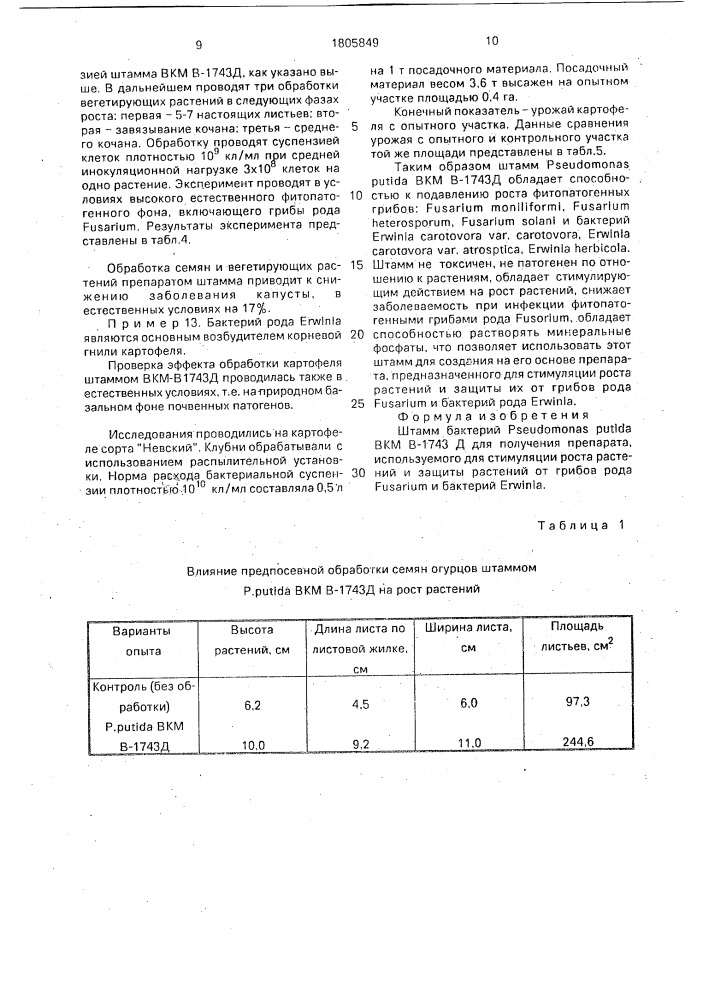 Штамм бактерий рsеudомоnаs рuтidа для получения препарата, используемого для стимуляции роста растений и защиты растений от грибов рода fusаriuм и бактерий erwinia (патент 1805849)