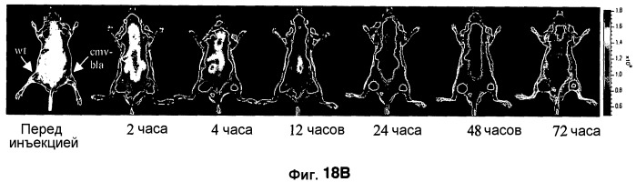 Применение бактериальной бета-лактамазы для диагностики in vitro и визуализации, диагностики и лечения in vivo (патент 2520661)
