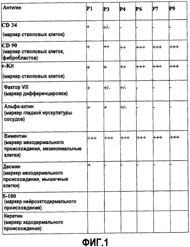 Применение стромальных стволовых клеток жировой ткани для лечения свищей (патент 2435846)