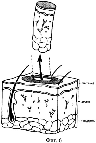 Устройство для малотравматичной перфорационной биопсии кожи человека и лабораторных животных (патент 2468756)