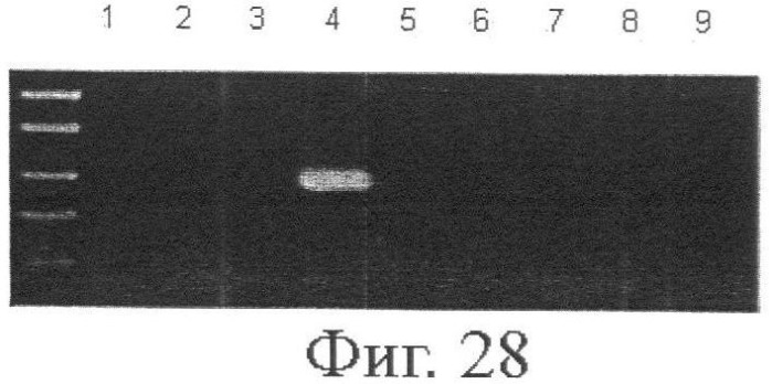 Моноклональные антитела к клаудину-18 для лечения рака (патент 2445319)