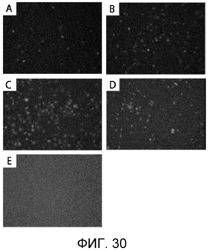 Способ сбора функциональных клеток in vivo с высокой эффективностью (патент 2571230)