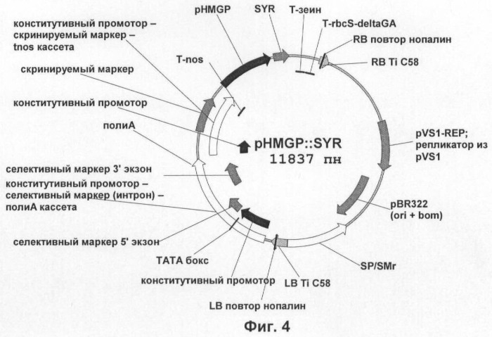 Растения, имеющие улучшенные характеристики роста, и способы их получения (патент 2463352)
