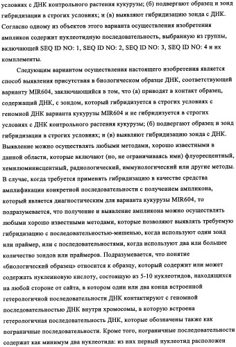 Вариант кукурузы mir604 (патент 2351122)