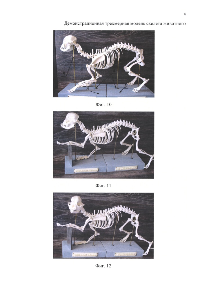 Демонстрационная трехмерная модель скелета животного (патент 2664966)