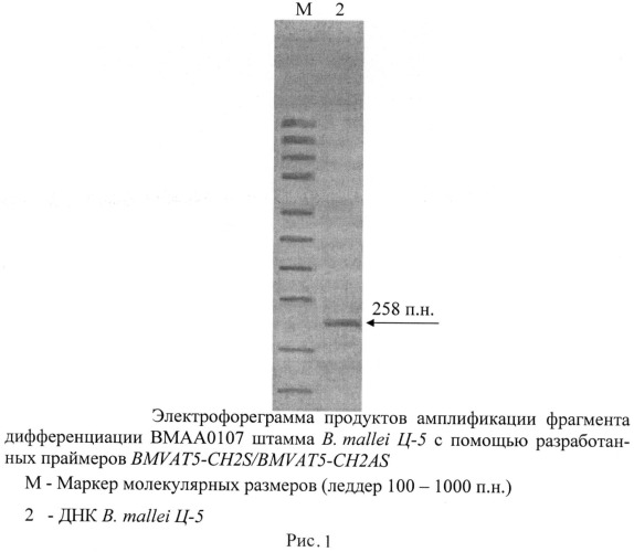 Олигонуклеотидные праймеры bmvat5-ch2s/bmvat5-ch2as для обнаружения фрагмента дифференциации вмаа0107 штаммов возбудителя сапа (патент 2474620)