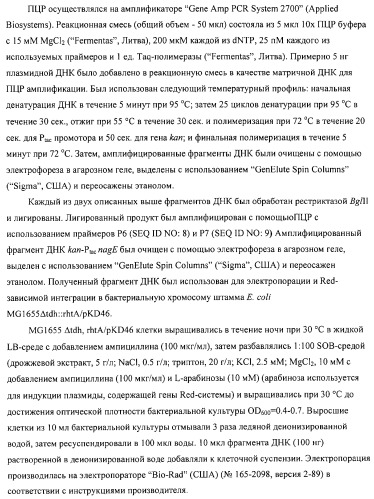 Способ получения l-аминокислот с использованием бактерии, принадлежащей к роду escherichia (патент 2312893)