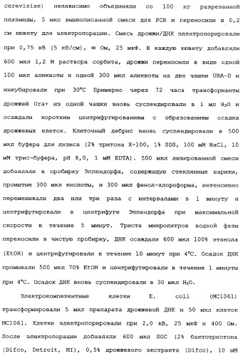 Новый лиганд рецептора цитокина zcytor17 (патент 2360923)
