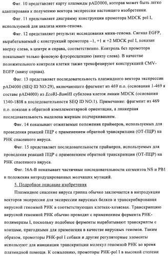 Способы и композиции для экспрессии антисмысловой вирусной рнк в клетках собаки (патент 2457250)