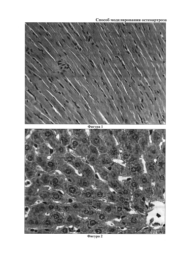 Способ моделирования остеоартроза (патент 2587039)
