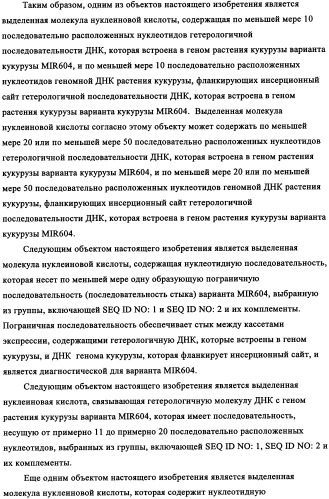 Вариант кукурузы mir604 (патент 2351122)
