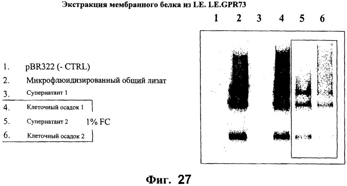 Способы получения растворимых многопроходных трансмембранных белков (патент 2441071)