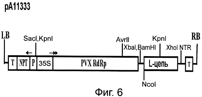 Способ суперпродукции в растении антител против онкогена her2/neu (патент 2370280)