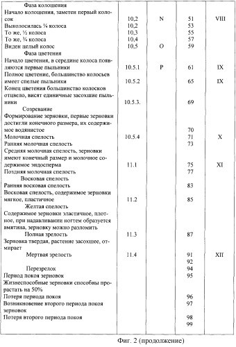 Способ оценки потенциальной продуктивности сельскохозяйственных растений, преимущественно озимых зерновых колосовых культур, при возделывании в условиях резко континетального климата (патент 2248690)