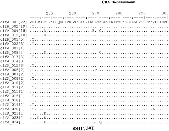 Стабильные иммуногенные композиции антигенов staphylococcus aureus (патент 2570730)