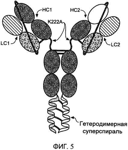 Содержащие суперспираль и/или привязку белковые комплексы и их применение (патент 2573915)