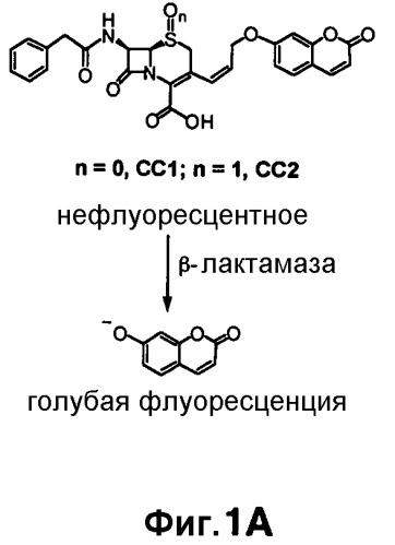 Применение бактериальной бета-лактамазы для диагностики in vitro и визуализации, диагностики и лечения in vivo (патент 2520661)