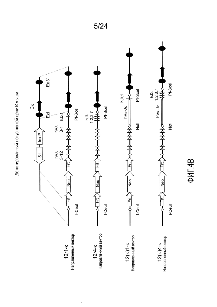 Мыши, экспрессирующие гибридную легкую цепь иммуноглобулина (патент 2601297)