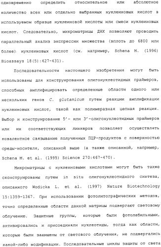 Гены corynebacterium glutamicum, кодирующие белки метаболических путей (патент 2306339)