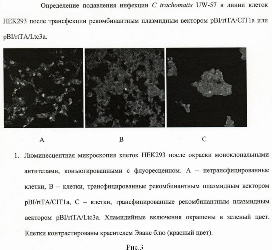 Способ ингибирования возбудителя хламидийной инфекции с использованием генов антимикробных пептидов паука lachesana tarabaevi (патент 2468089)
