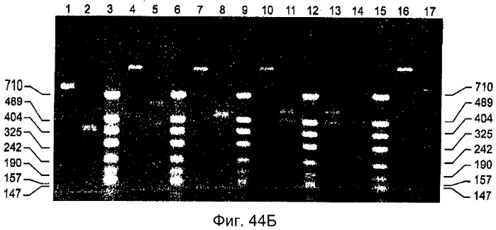 Очищенные оболочечные белки вируса гепатита с для диагностического и терапевтического применения (патент 2319505)