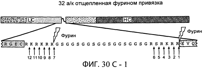 Содержащие суперспираль и/или привязку белковые комплексы и их применение (патент 2573915)