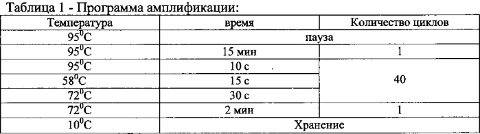 Набор синтетических олигонуклеотидных праймеров для выявления рнк вируса бешенства и способ выявления рнк вируса бешенства с помощью синтетических олигонуклеотидных праймеров в полимеразной цепной реакции с обратной транскрипцией (от-пцр) (патент 2575088)