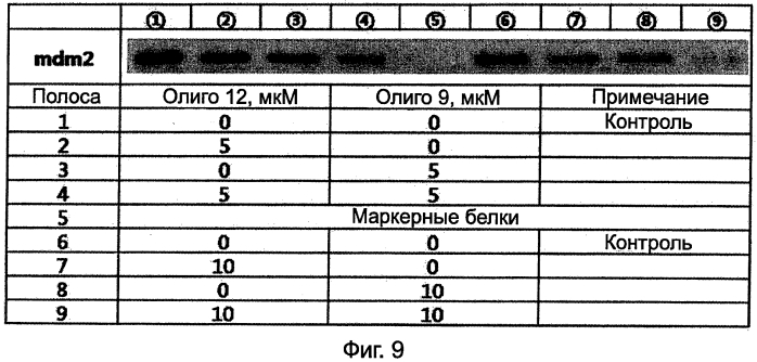 Производные пептидо-нуклеиновых кислот с хорошей клеточной пенетрацией и сильной аффинностью к нуклеиновой кислоте (патент 2564032)