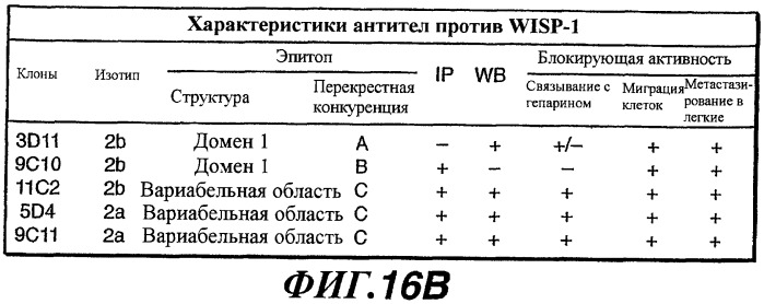 Способы и композиции для модуляции и обнаружения активности wisp (патент 2412201)