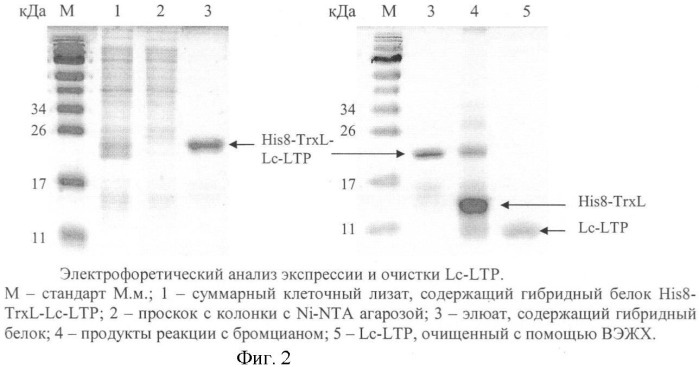 Плазмидный вектор pe-lc-ltp, штамм бактерии escherichia coli для экспрессии липид-транспортирующих белков чечевицы lens culinaris и способ получения указанных белков (патент 2415940)