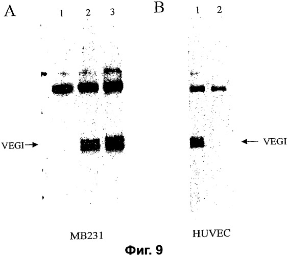 Новые изоформы ингибитора роста васкулярных эндотелиальных клеток (патент 2316591)