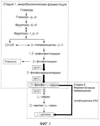 Микроорганизм, продуцирующий о-фосфосерин, и способ получения l-цистеина или его производных из о-фосфосерина с его использованием (патент 2536250)