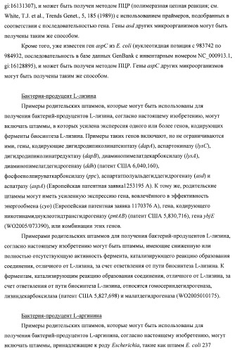 Бактерия семейства enterobacteriaceae - продуцент l-аспарагиновой кислоты или метаболитов, производных l-аспарагиновой кислоты, и способ получения l-аспарагиновой кислоты или метаблитов, производных l-аспарагиновой кислоты (патент 2472853)