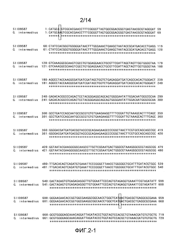 Бактериальная целлюлоза и продуцирующая ее бактерия (патент 2654675)