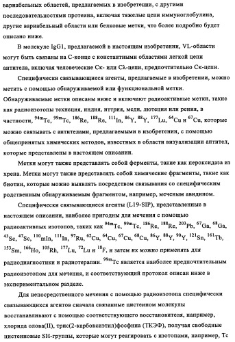 Избирательный направленный перенос в сосудистую сеть опухоли с использованием молекул антител (патент 2347787)