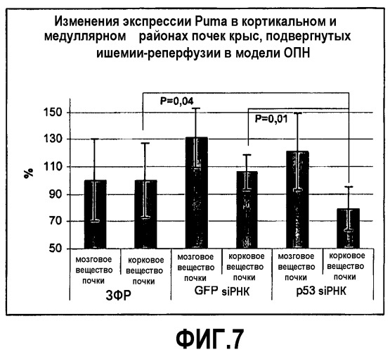 Олигорибонуклеотиды и способы их применения для лечения острой почечной недостаточности и других заболеваний (патент 2434942)