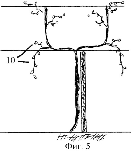 Способ ведения виноградных кустов (патент 2290782)