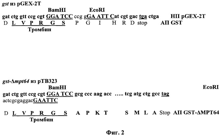 Рекомбинантная плазмидная днк pтв323, кодирующая гибридный полипептид gst-дельтамрт64 со свойствами видоспецифичного микобактериального антигена мрт64 (мрв64), рекомбинантный штамм бактерий escherichia coli - продуцент гибридного полипептида gst-дельтамрт64 и рекомбинантный полипептид gst-дельтамрт64 (патент 2458130)