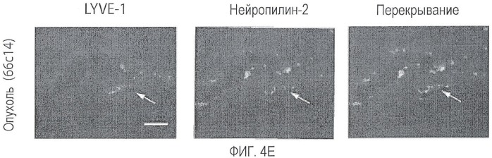 Ингибирование метастазов опухоли антителами против нейропилина-2 (патент 2437677)