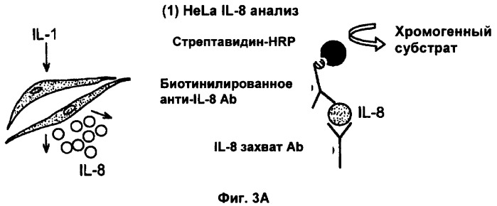 Слитые конструкции лекарственного средства и конъюгаты (патент 2428431)