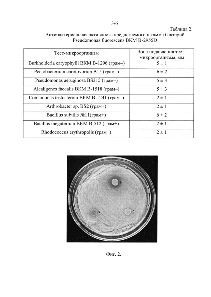 Штамм бактерий pseudomonas fluorescens для защиты растений от фитопатогенных грибов и бактерий и стимуляции роста растений (патент 2646160)