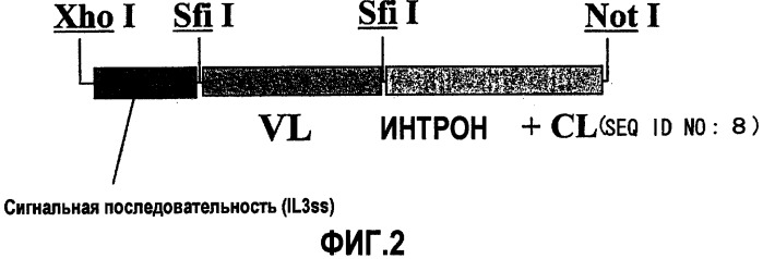 Биспецифическое антитело, заменяющее функциональные белки (патент 2339696)