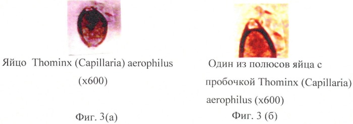 Способ прижизненной дифференциальной диагностики trichocephalus vulpis и thominx (capillaria) aerophilus по микроструктуре яиц (патент 2482481)