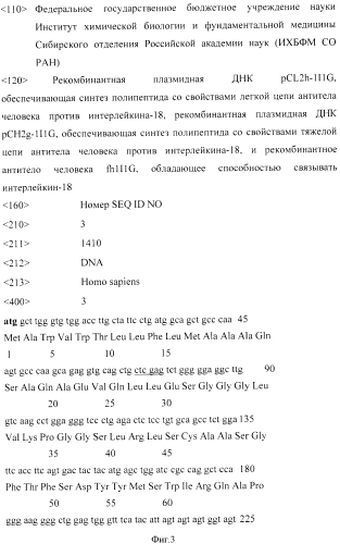 Рекомбинантная плазмидная днк pcl2h-1i1g, обеспечивающая синтез полипептида со свойствами легкой цепи антитела человека против интерлейкина-18, рекомбинантная плазмидная днк pch2g-1i1g, обеспечивающая синтез полипептида со свойствами тяжелой цепи антитела человека против интерлейкина-18, и рекомбинантное антитело человека fh1i1g, обладающее способностью связывать интерлейкин-18 (патент 2562857)