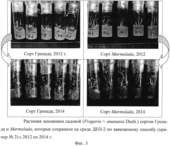 Способ сохранения in vitro растений земляники (fragaria l.) (патент 2564565)