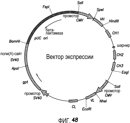 Антитела против ох40 и способы их применения (патент 2562874)