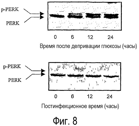 Применение вируса миксомы для терапевтического лечения рака и хронической вирусной инфекции (патент 2362584)