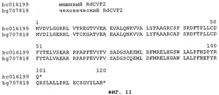 Протеин, связанный с заболеванием (патент 2384586)
