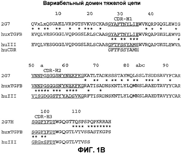 Гуманизированные анти-тфр-бета-антитела (патент 2386638)