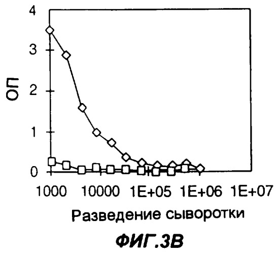 Слитые белки с fc-фрагментом иммуноглобулина для повышения иммуногенности белковых и пептидных антигенов (патент 2248214)